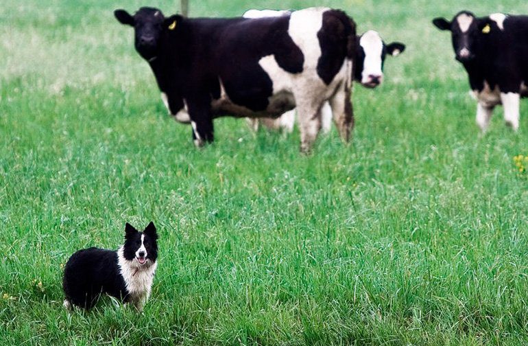 perro pastor junto al ganado