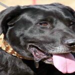 perro pastor mallorquín