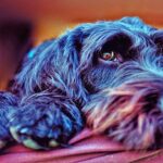 perro pensando