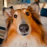 perro persiguiendome