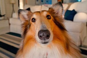 perro persiguiendome