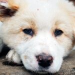 perro sucio con parásitos