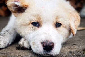 perro sucio con parásitos