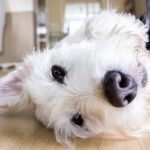 perro tumbado en el seulo esperando cosquillas