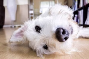 perro tumbado en el seulo esperando cosquillas