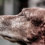 perro viejo