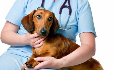 perro en el veterinatio