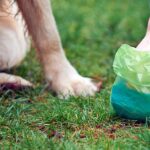 recogiendo heces blandas de perro del suelo