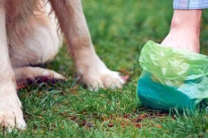 recogiendo heces blandas de perro del suelo