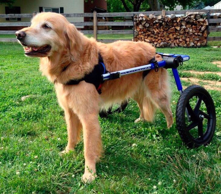 retriever-con-displasia-usa-silla-de-ruedas