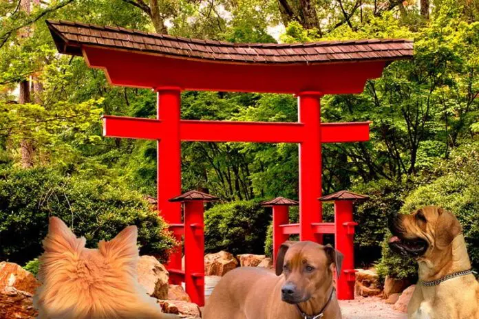 Nombres Para Perros En Japones Significados ツ