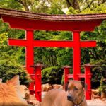 tori japonés