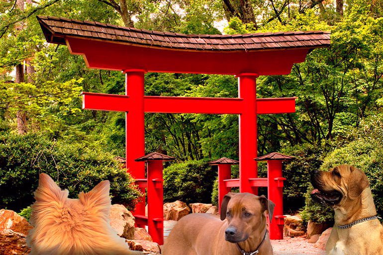 tori japonés