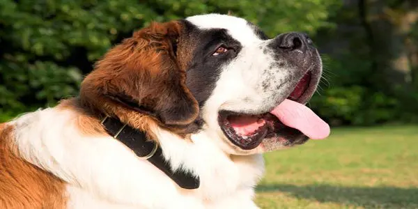 Perro san bernardo