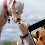 apps para perros