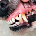 boca de perro con estomatitis2