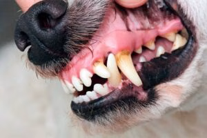 boca de perro con estomatitis2