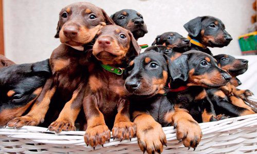 Cachorros de Pinscher miniatura