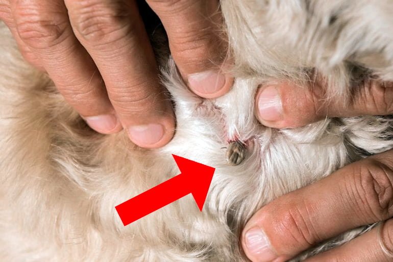 ¿Cómo quitar las garrapatas de un perro?
