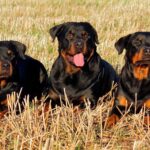 grupo de perros de raza rottweiler