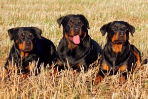 grupo de perros de raza rottweiler