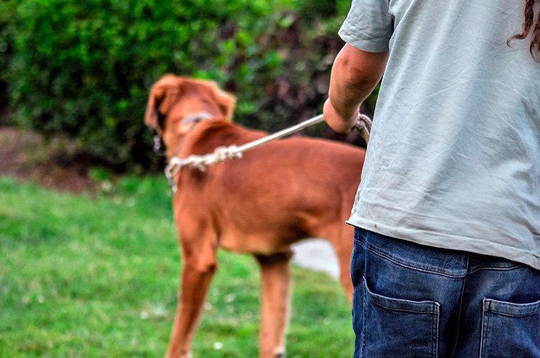 humano-paseando-a-un-perro
