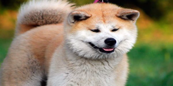 perro Akita Inu