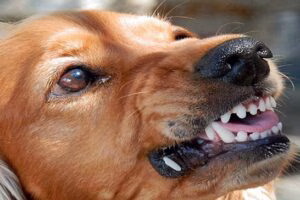 perro agresivo