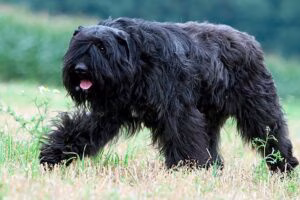 perro boyero de flandes 2