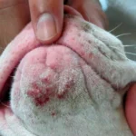 perro con acné