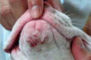 perro con acné