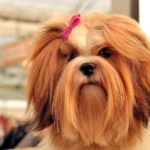 perro con el pelo largo