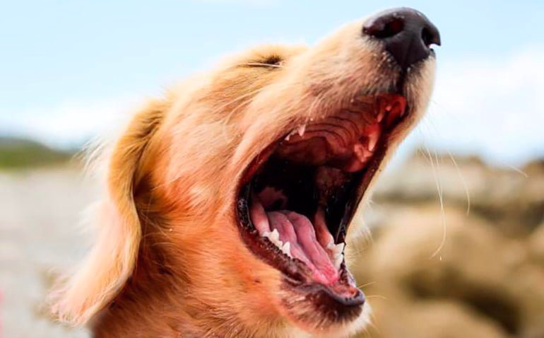 perro-con-la-boca-abierta