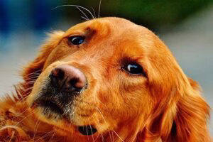 perro de raza setter