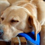 perro descansando en su cama