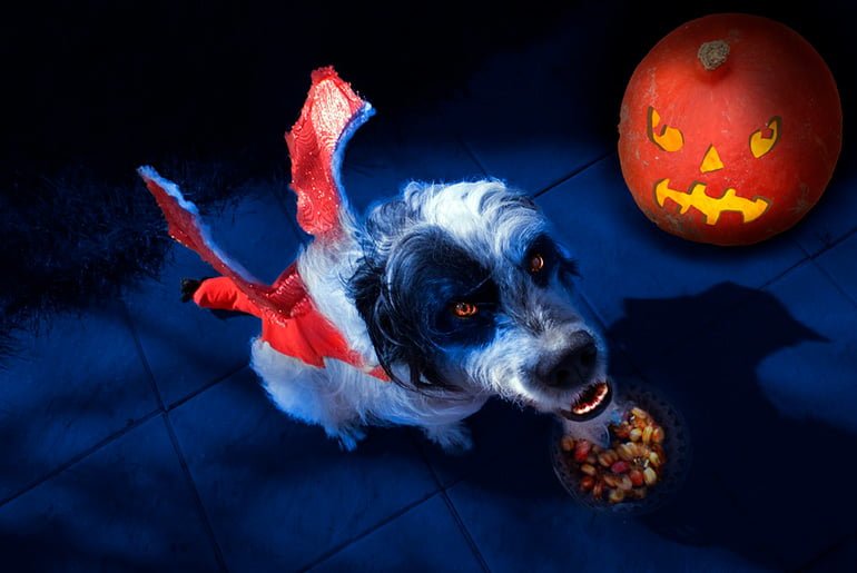 perro-disfrazado-de-demonio-en-halloween