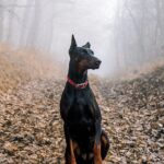 perro doberman en el bosque