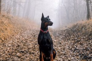 perro doberman en el bosque