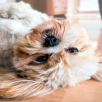 perro en casa