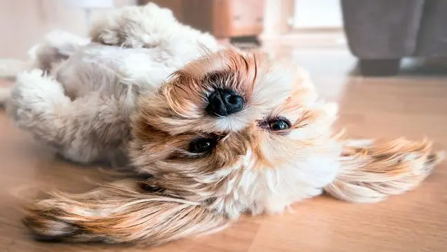 perro en casa