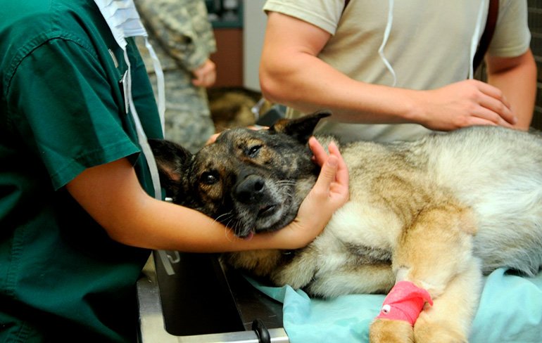 perro-en-hospital-veterinario