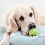 perro en su cama guardando una pelota pequeña