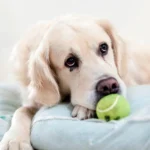 perro en su cama guardando una pelota pequeña