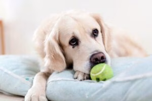 perro en su cama guardando una pelota pequeña
