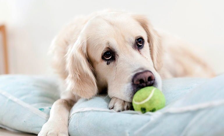 perro en su cama guardando una pelota pequeña