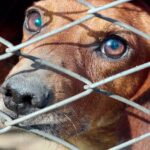 perro en una jaula de la perrera