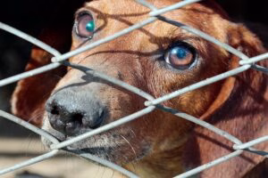 perro en una jaula de la perrera