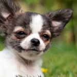 perro feliz