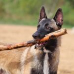 perro moerdiendo un palo