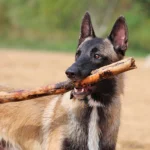 perro moerdiendo un palo